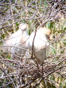 Cattle-egrets