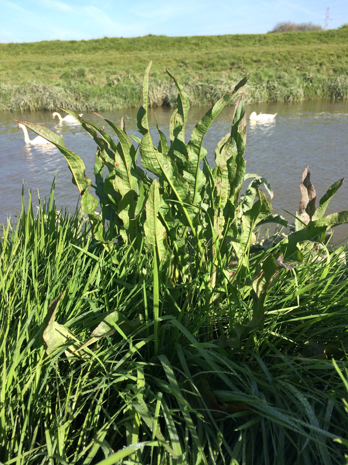 A Curly Dock plant with swans on a river behind