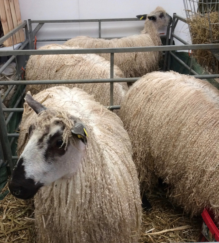 4 Wenslydale sheep in a pen