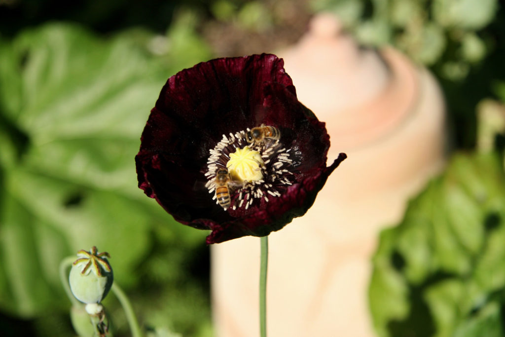 A very dark black red, single poppy with two bees foraging for pollen.