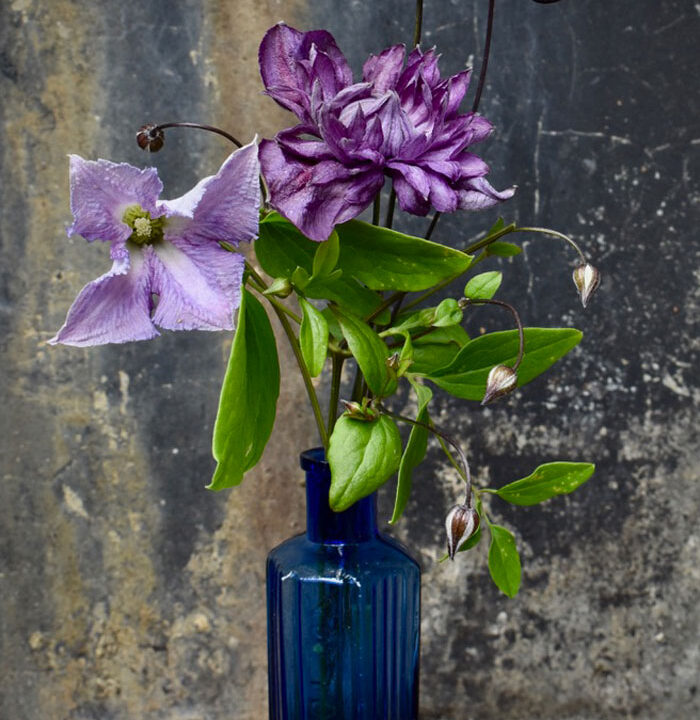 Two mauve clematis flowers in an old blue bottle against a sinister, leaking grey background