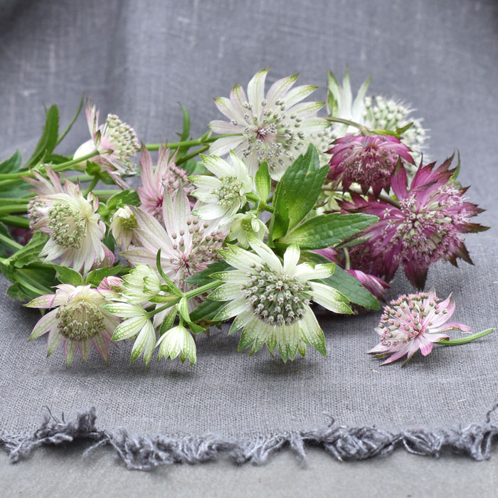 A small bunch of astrantia flowers laying on a grey cloth