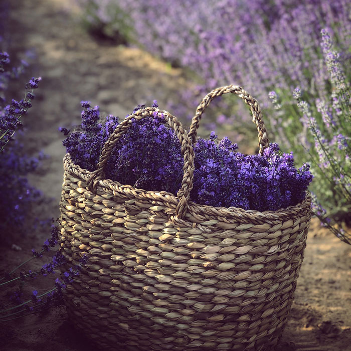 A pale woven basket stuffed full of lavender