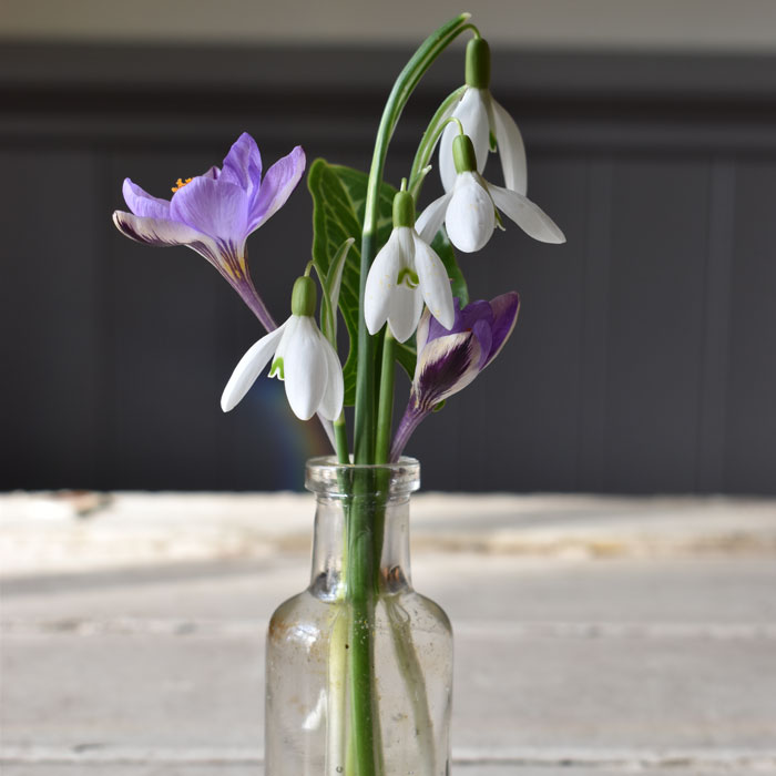 A small, vintage bottle filled with snowdrops, crocus flowers and leaves