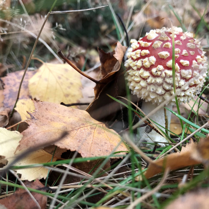 A perfect toadstool on a woodland floor