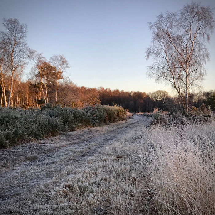A winter heartland scene with low sunlight through frosted grass
