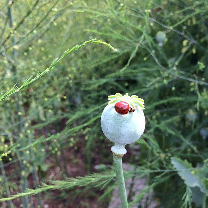 Poppy seed head with a ladybird