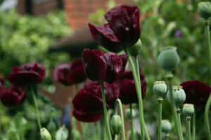 A view of dark purple poppies and their seed heads