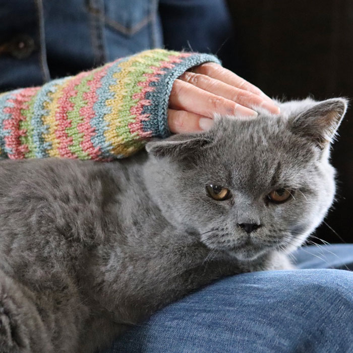 A mitten knitted in summery colours and a disgruntled grey kitten