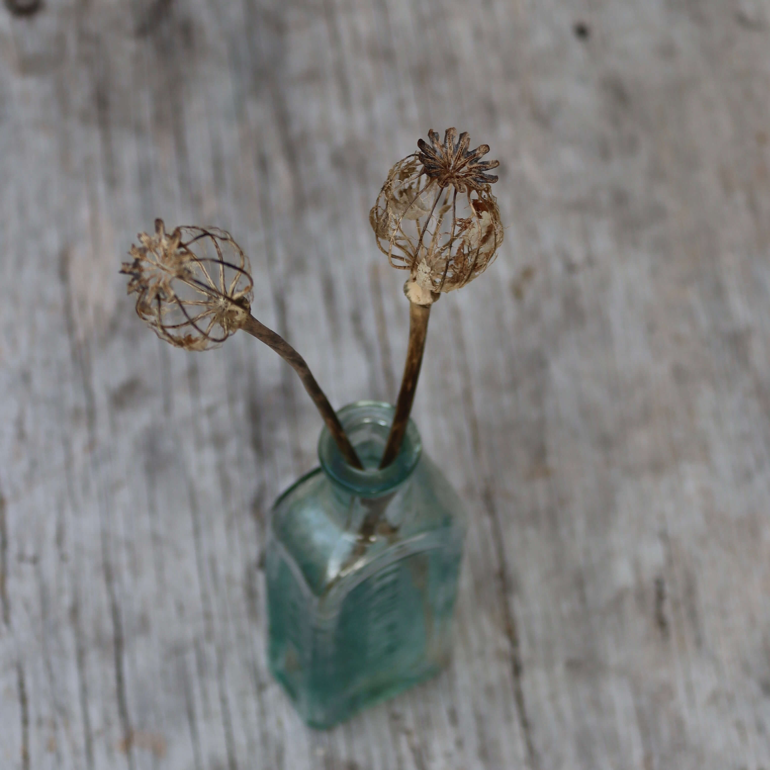 A clear vintage bottle with a skeleton poppy seed head