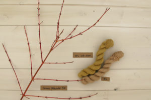 Cornus