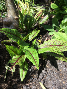 A plant of Bloody Dock