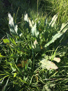 Broad Leaved Dock plant