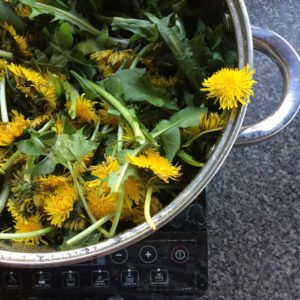 A pan full of dandelion flowers on a hob