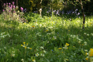 Long grass with cowslips, primroses and dandelions.