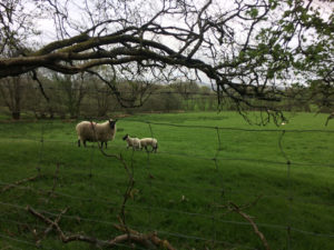 Looking through a fence to a sheep and two lambs in a field