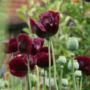 Dark red single poppies and seed heads growing in a garden