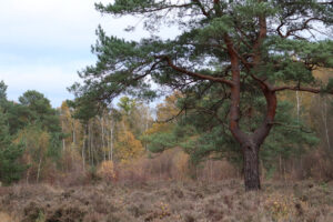 A stunning Pinus sylvestris