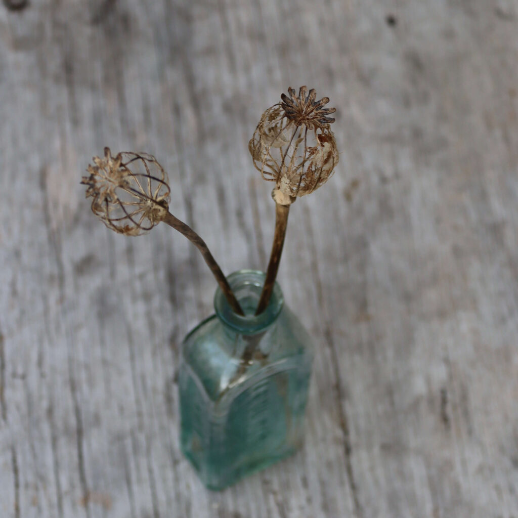 A clear vintage bottle with a skeleton poppy seed head